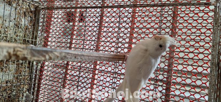 এলভিনো কোকাটেল